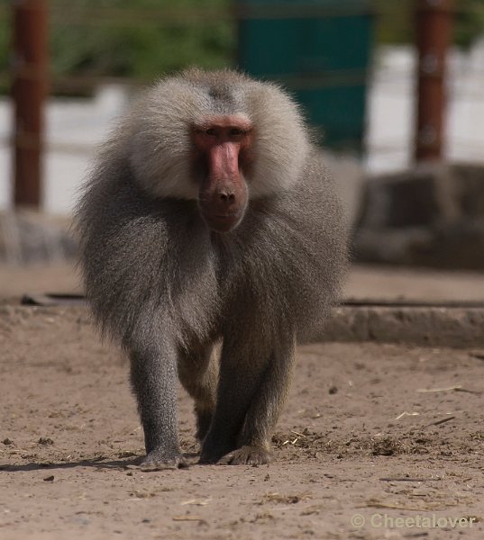 _DSC0728.JPG - Safaripark Beekse Bergen