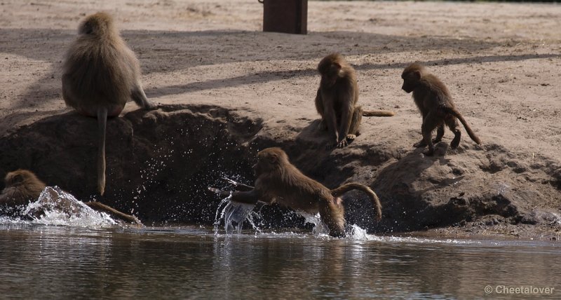 _DSC0790.JPG - Safaripark Beekse Bergen