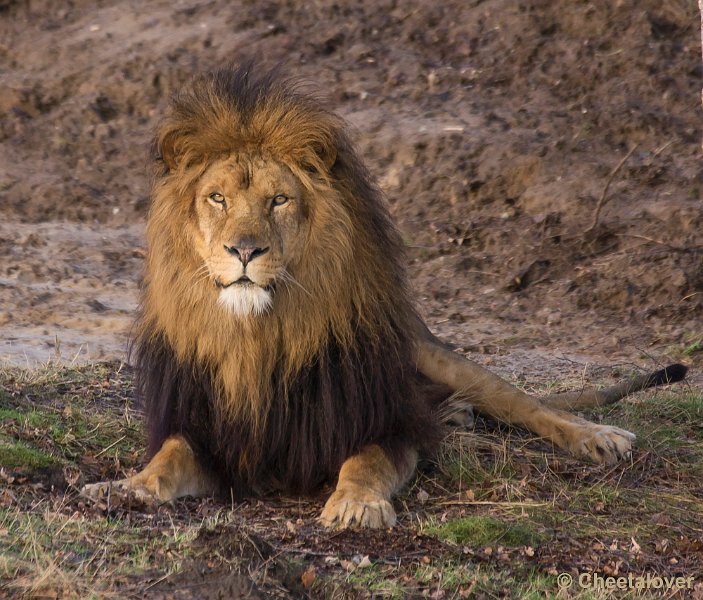 _DSC5992.JPG - Safaripark Beekse Bergen