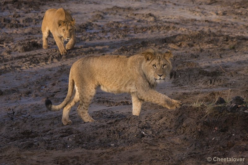 _DSC6028.JPG - Safaripark Beekse Bergen