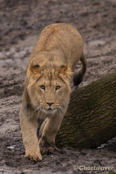 _DSC6086.JPG - Safaripark Beekse Bergen