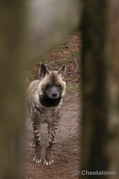 _DSC6106.JPG - Safaripark Beekse Bergen