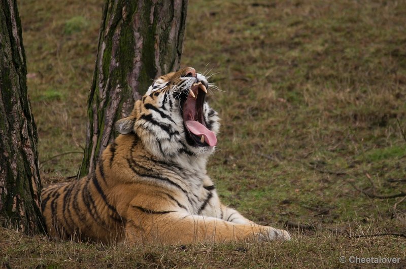 _DSC6120.JPG - Safaripark Beekse Bergen