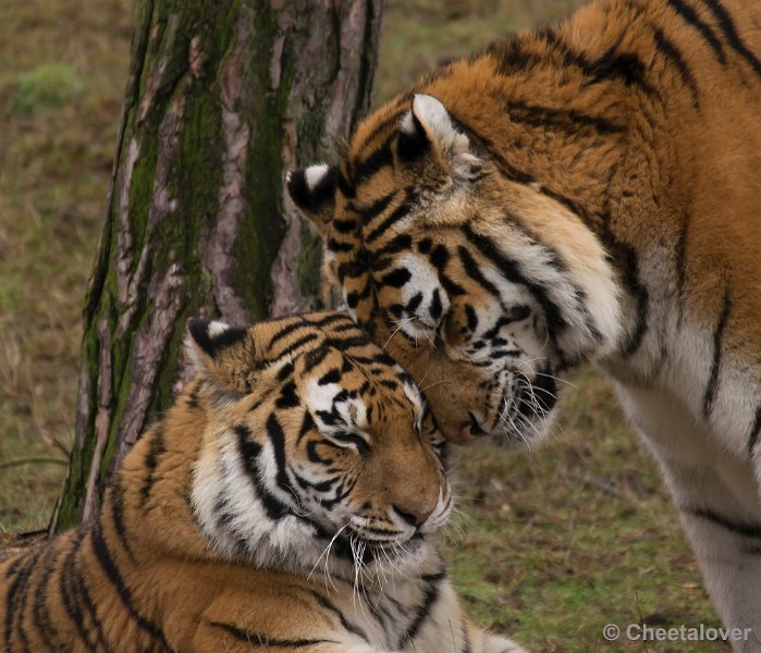 _DSC6130.JPG - Safaripark Beekse Bergen