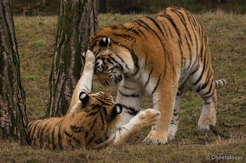 _DSC6135.JPG - Safaripark Beekse Bergen