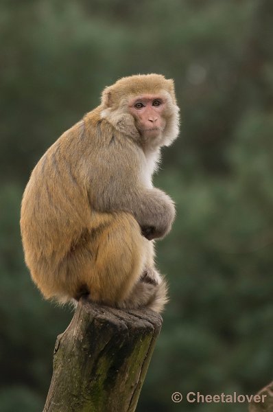 _DSC6142.JPG - Safaripark Beekse Bergen