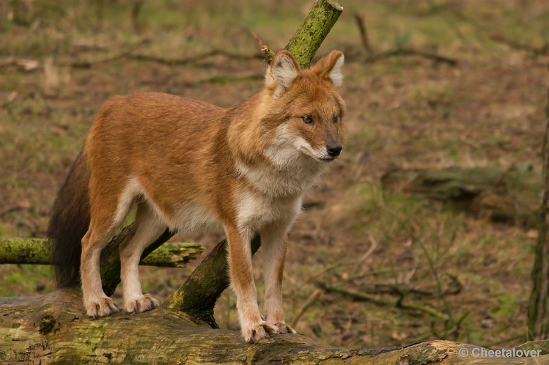 _DSC6150.JPG - Safaripark Beekse Bergen