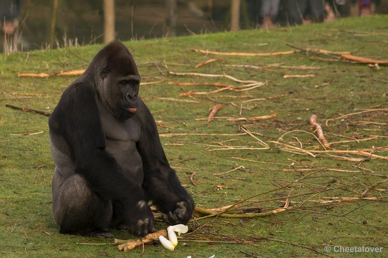 _DSC6155.JPG - Safaripark Beekse Bergen