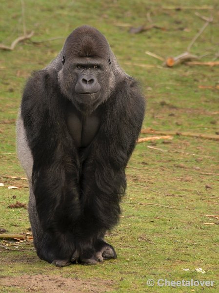 _DSC6163.JPG - Safaripark Beekse Bergen