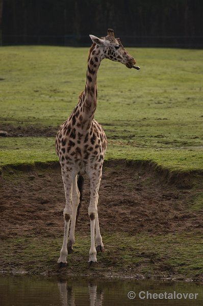 _DSC6167.JPG - Safaripark Beekse Bergen