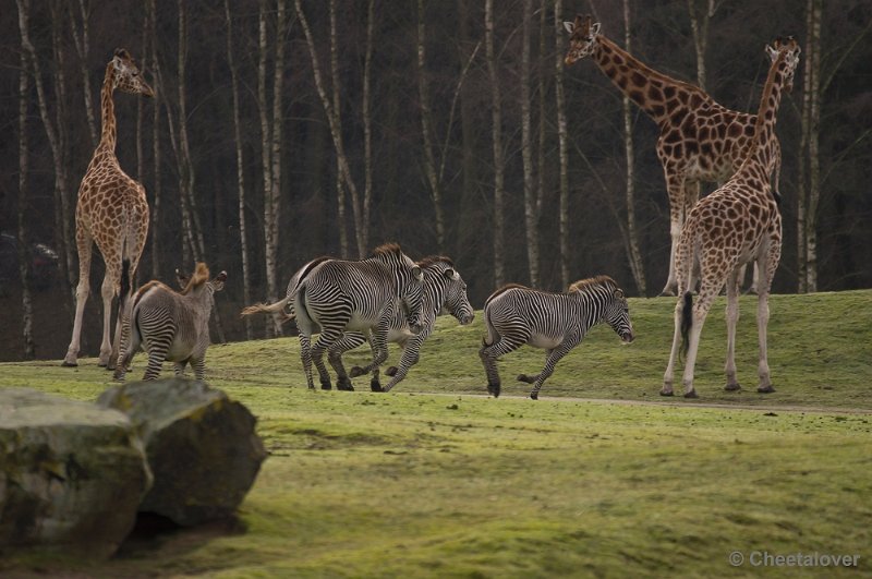 _DSC6197.JPG - Safaripark Beekse Bergen