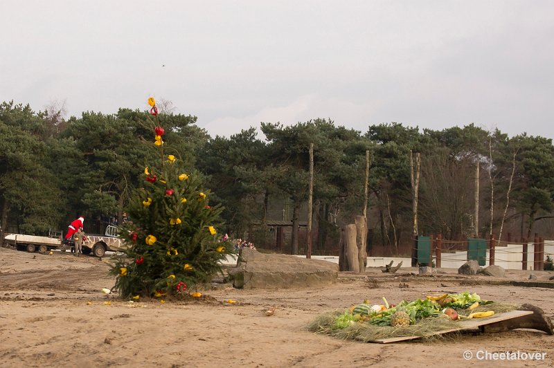 _DSC6239.JPG - Kerstdiner voor de Mantelbavianen en Afrikaanse Olifanten