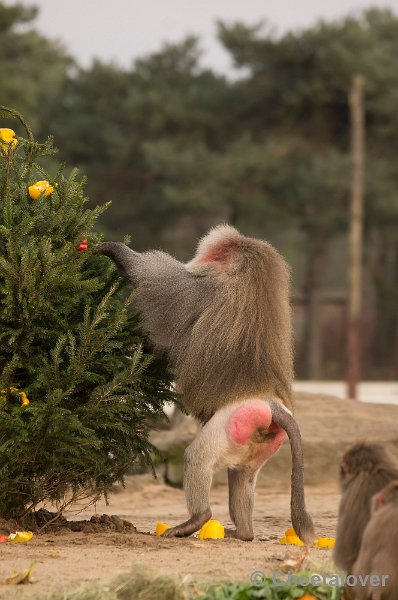 _DSC6341.JPG - Kerstdiner voor de Mantelbavianen en Afrikaanse Olifanten