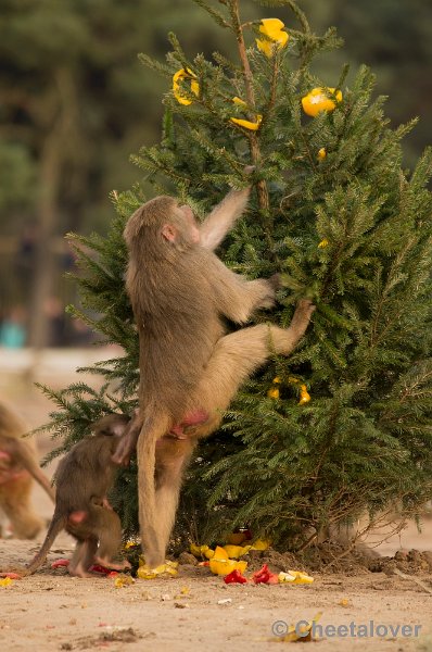 _DSC6351.JPG - Kerstdiner voor de Mantelbavianen en Afrikaanse Olifanten