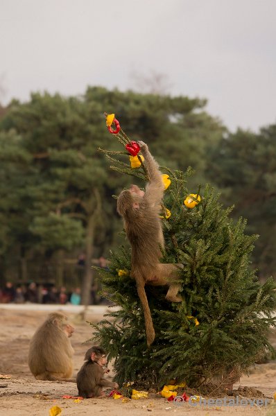 _DSC6353.JPG - Kerstdiner voor de Mantelbavianen en Afrikaanse Olifanten