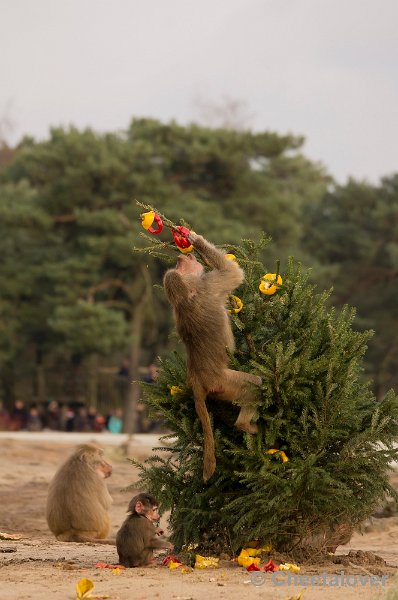 _DSC6355.JPG - Kerstdiner voor de Mantelbavianen en Afrikaanse Olifanten