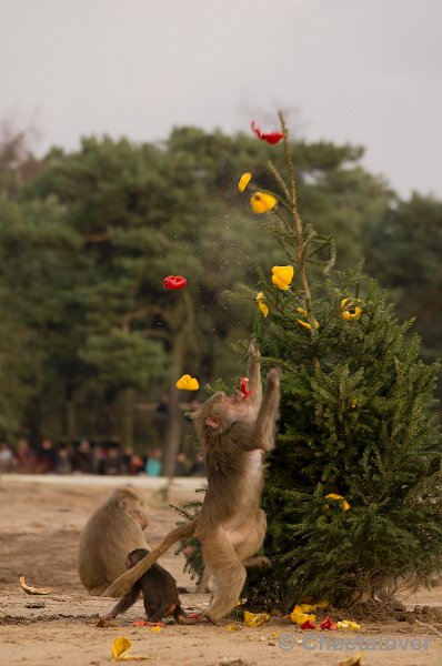 _DSC6358.JPG - Kerstdiner voor de Mantelbavianen en Afrikaanse Olifanten