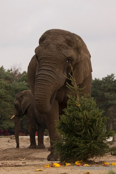 _DSC6384.JPG - Kerstdiner voor de Mantelbavianen en Afrikaanse Olifanten