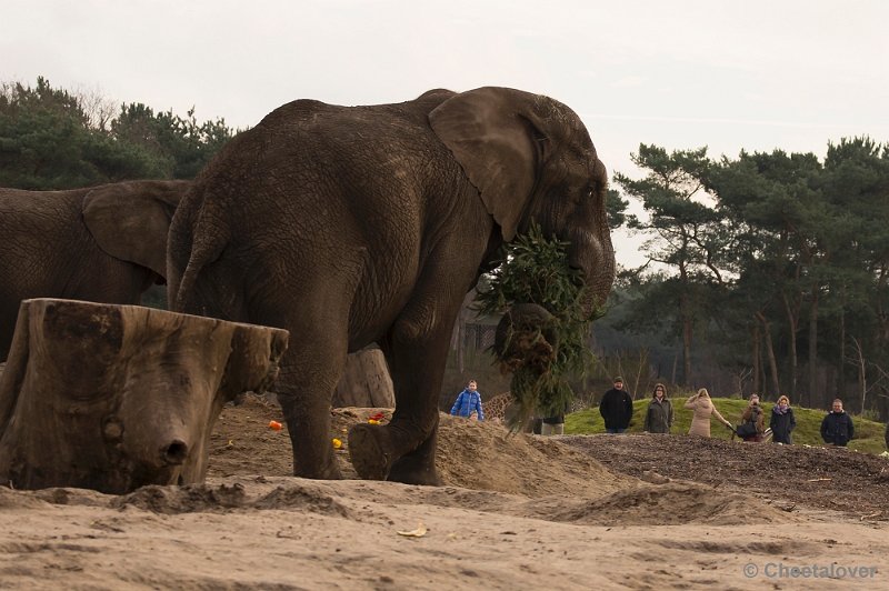 _DSC6402.JPG - Kerstdiner voor de Mantelbavianen en Afrikaanse Olifanten