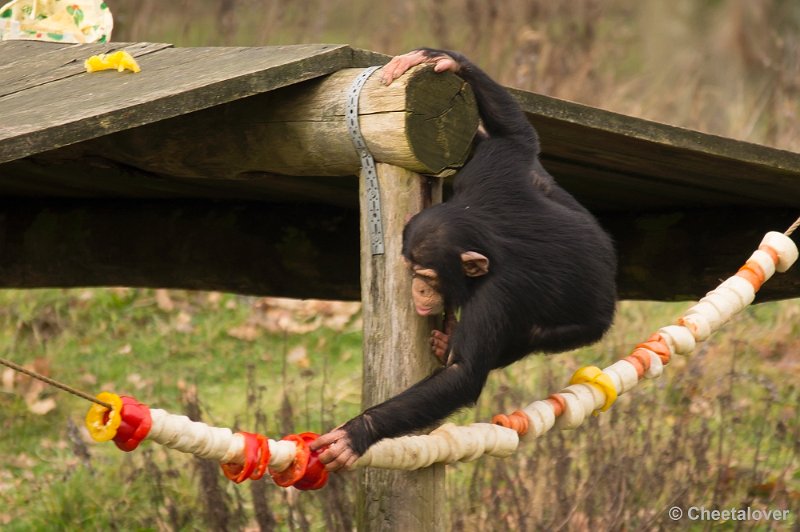 _DSC6460.JPG - Kerdiner voor de Chimpansees