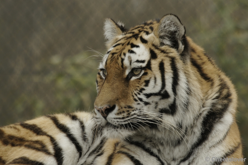 _DSC7712kopie.JPG - Dierenrijk