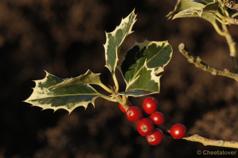 _DSC6384k.JPG - Natuur in Dierenrijk