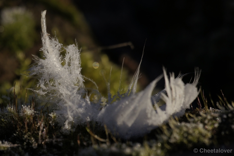 _DSC6448.JPG - Natuur in Dierenrijk