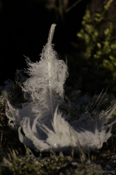 _DSC6453.JPG - Natuur in Dierenrijk