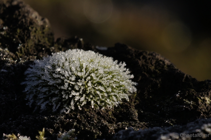 _DSC6460kopie.JPG - Natuur in Dierenrijk