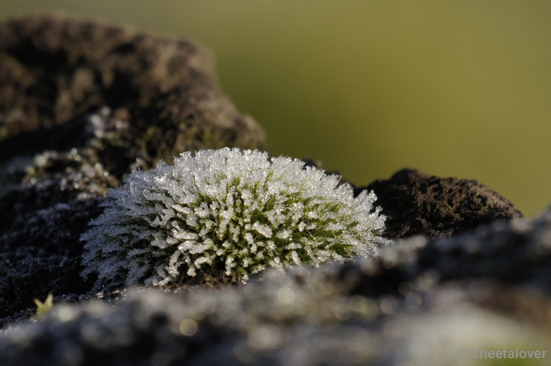 _DSC6461kopie.JPG - Natuur in Dierenrijk