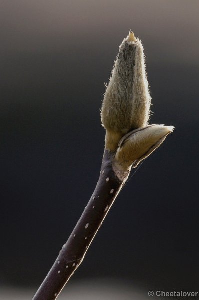 _DSC6526kopie.JPG - Natuur in Dierenrijk