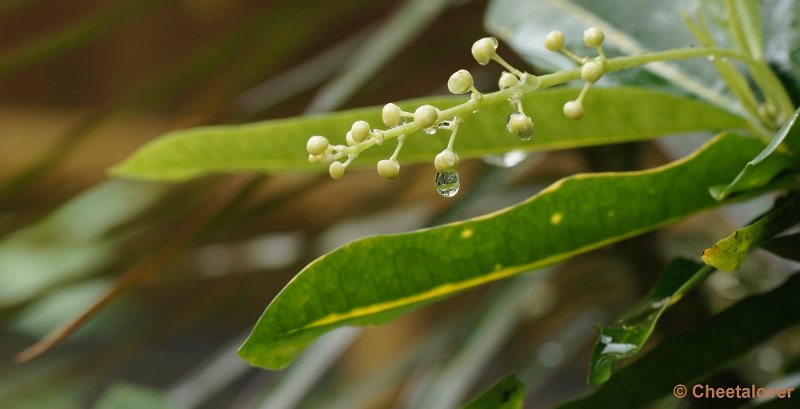 _DSC7187kopie.JPG - Orchideeënhoeve