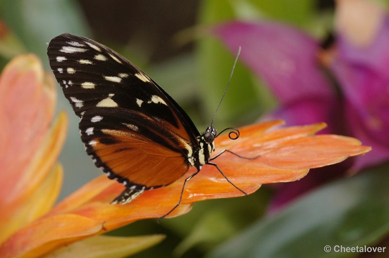 _DSC6947kopie.JPG - Orchideenhoeve, vlinders