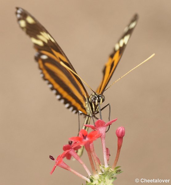 _DSC7120kopie.JPG - Orchideenhoeve, vlinders