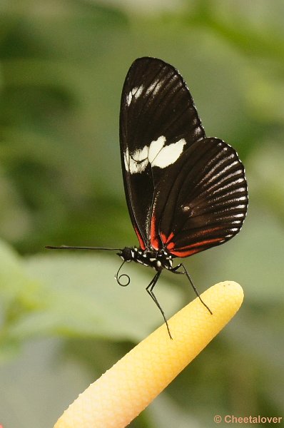 _DSC7135kopie.JPG - Orchideenhoeve, vlinders