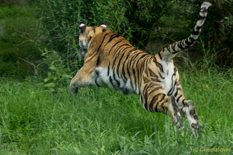 _DSC6991.JPG - Siberische Tijger