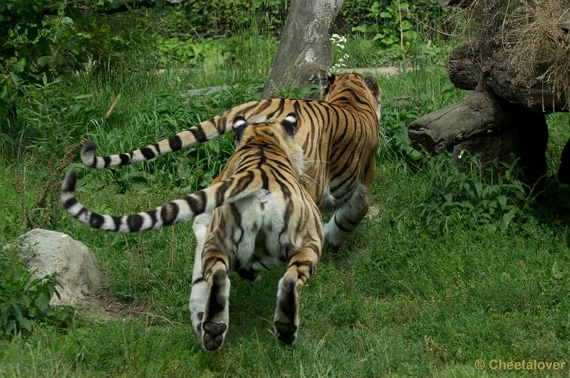 _DSC6996.JPG - Siberische Tijger