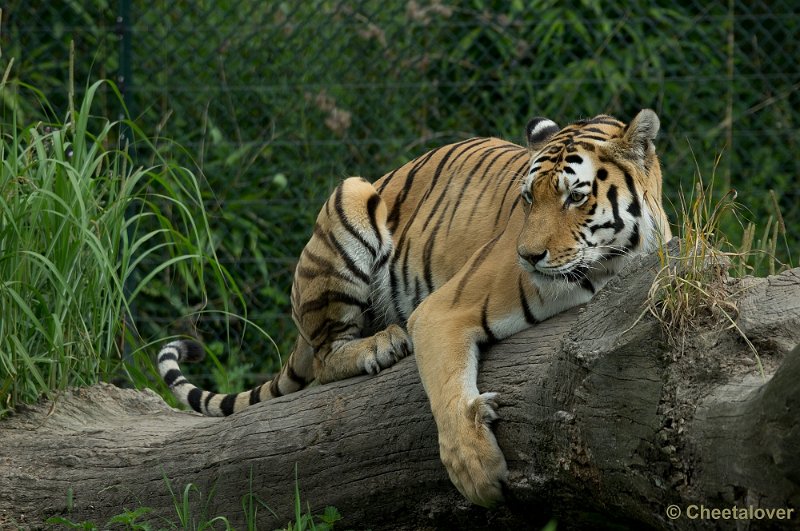 _DSC7000.JPG - Siberische Tijger