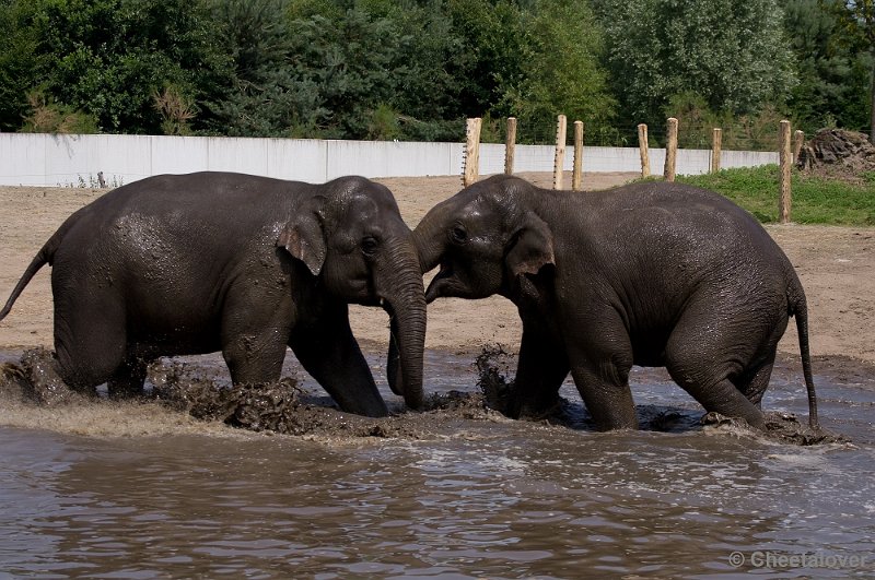 _DSC7430.JPG - Aziatische Olifant