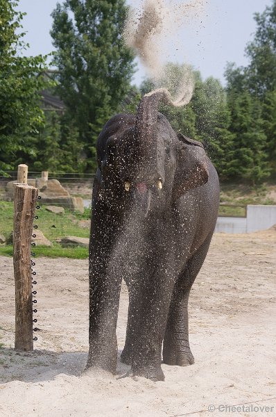 _DSC7445.JPG - Aziatische Olifant