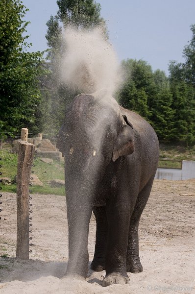 _DSC7450.JPG - Aziatische Olifant