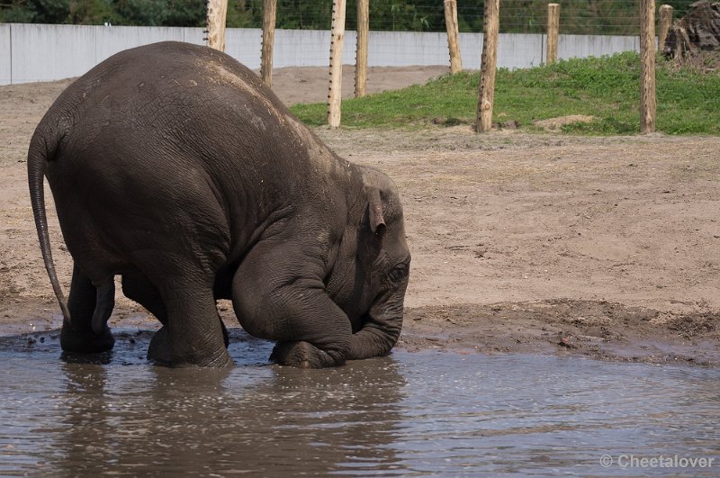 _DSC7452.JPG - Aziatische Olifant