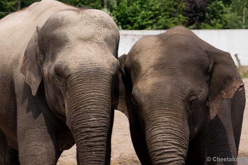 _DSC7458.JPG - Aziatische Olifant