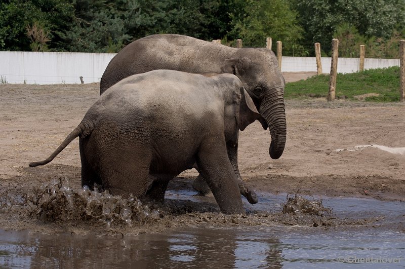 _DSC7464.JPG - Aziatische Olifant