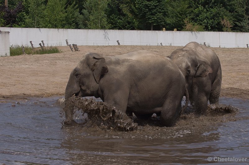 _DSC7466.JPG - Aziatische Olifant