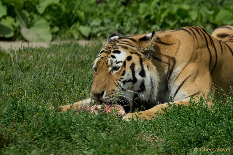 _DSC7485.JPG - Siberische Tijger