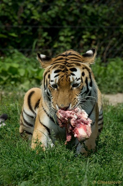 _DSC7487.JPG - Siberische Tijger