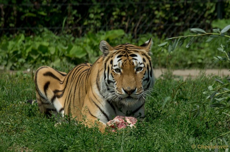 _DSC7490.JPG - Siberische Tijger