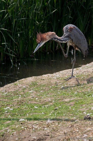 _DSC7522.JPG - Goliath Reiger