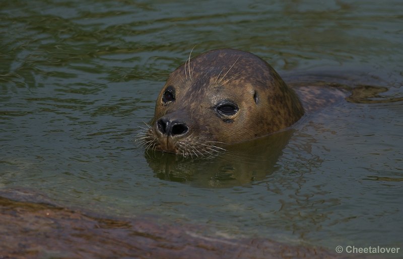 _DSC7532.JPG - Zeehond7